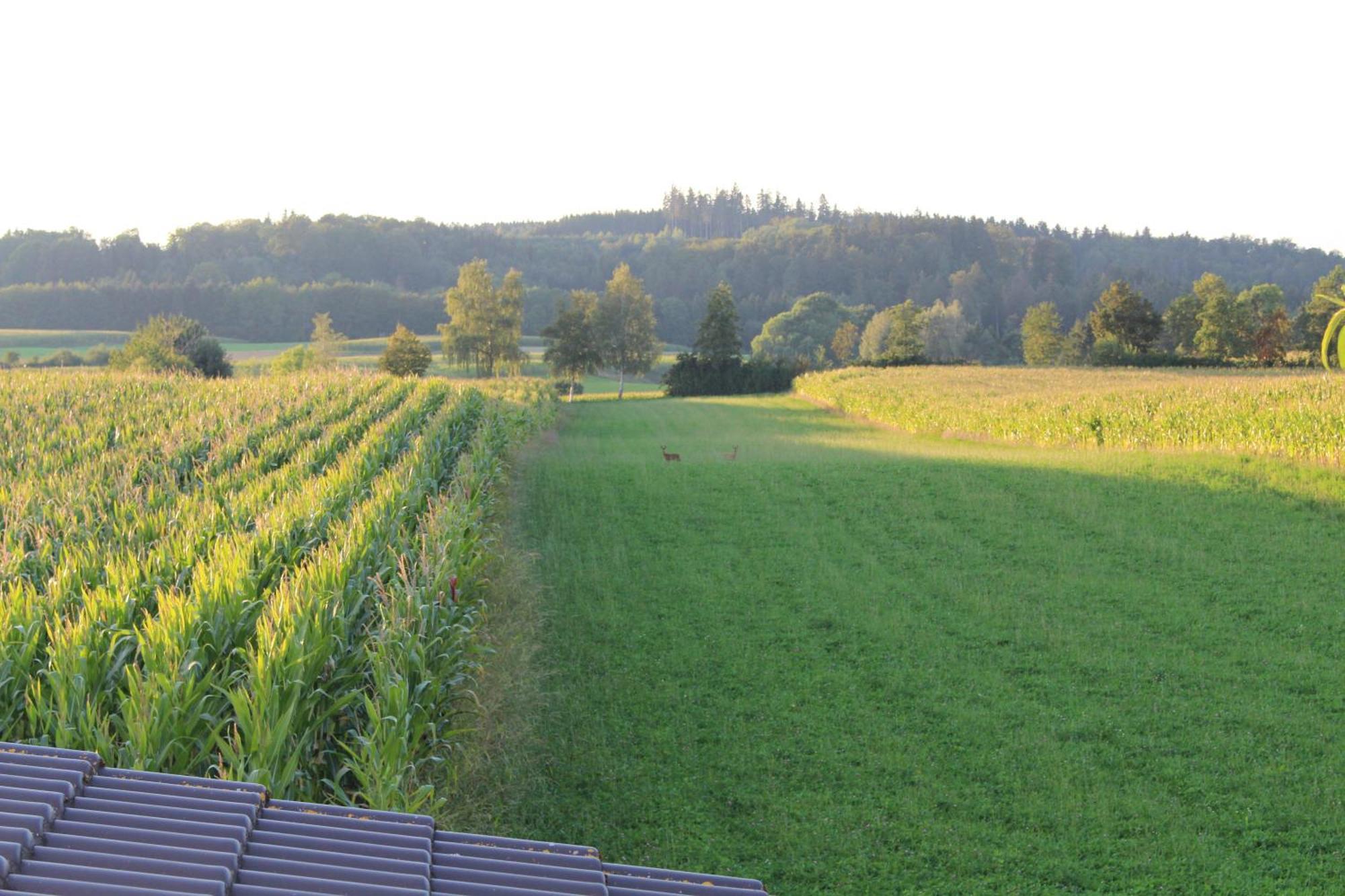 Am Barthelwald Apartment Wilhelmsdorf (Ravensburg)